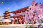 Du lịch Nhật Bản mùa Hoa Anh Đào - Nagoya - Osaka - Kyoto - Fuji Moutain - Tokyo từ Hà Nội 2024