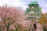 Du lịch Nhật Bản mùa Hoa Anh Đào - Osaka - Kyoto - Nagoya - Fuji Moutain - Tokyo từ Hà Nội 2024